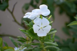 100% Safe Andar Bahar Prediction: Pro Tips to Win in India (2026)
