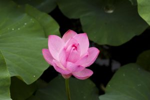 Famous Lotus365 Review India Review 2027: Bonus, App, Withdrawal Tested
